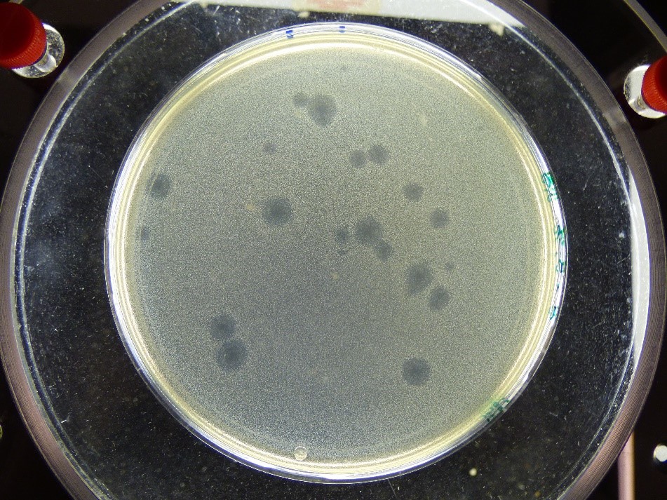 Agar plate showing an assay to detect virus