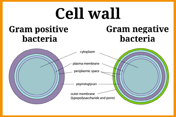 Patrón que muestra las diferencias de la pared celular entre bacterias Gram positivas y Gram negativas