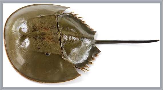 Picture showing a horseshoe crab also called Limulus polyphemus
